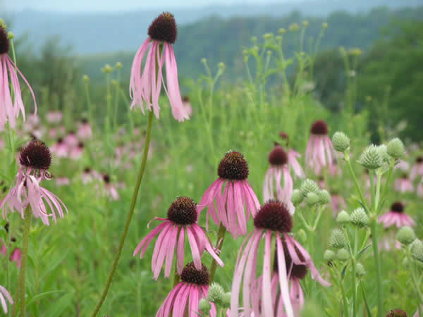 Echinacea pallida